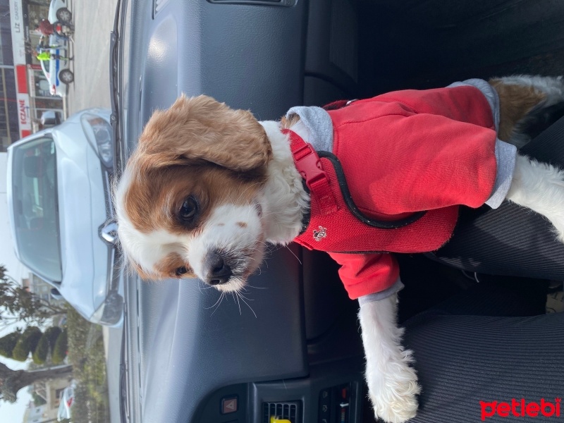 Cavalier King Charles Spanieli, Köpek  Fındık fotoğrafı
