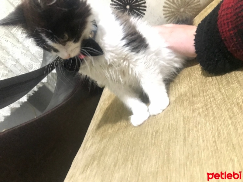American Wirehair, Kedi  Ücretsiz cins melez kedi paspas fotoğrafı