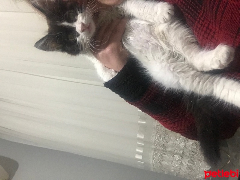 American Wirehair, Kedi  Ücretsiz cins melez kedi paspas fotoğrafı
