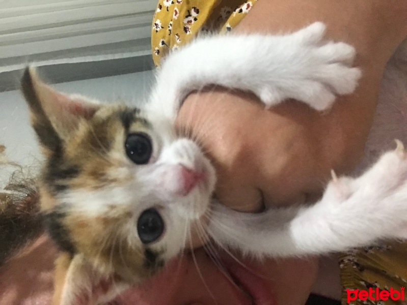 Tekir Kedi, Kedi  Premsese acik yuva fotoğrafı