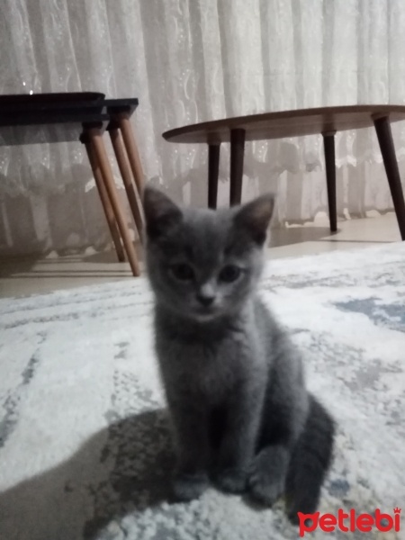 British Shorthair, Kedi  Ponçik fotoğrafı
