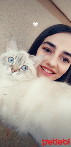 British Shorthair, Kedi  Luna fotoğrafı