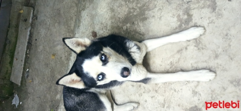 Sibirya Kurdu (Husky), Köpek  Layka fotoğrafı
