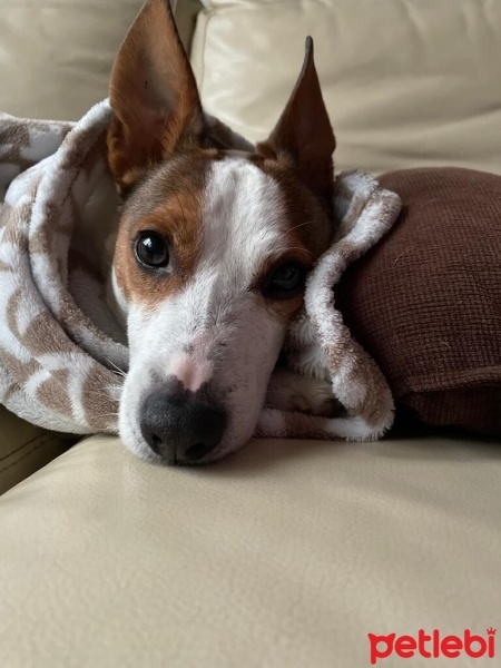 Jack Russell Terrier, Köpek  Tatü fotoğrafı