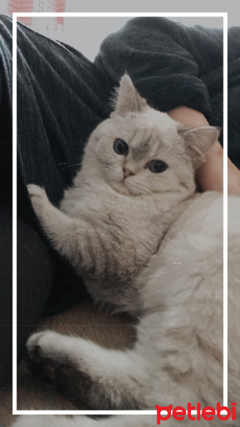 British Shorthair, Kedi  PakizeSu fotoğrafı