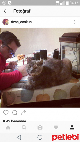 İran Kedisi (Persian), Kedi  Puli fotoğrafı