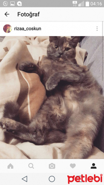 İran Kedisi (Persian), Kedi  Puli fotoğrafı