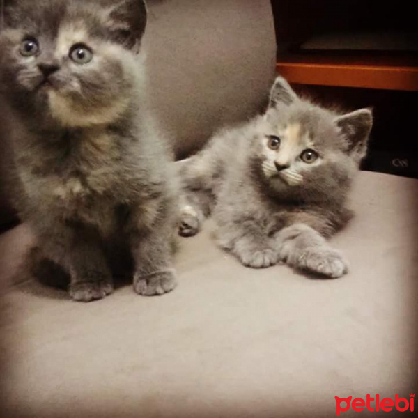 İran Kedisi (Persian), Kedi  Puli fotoğrafı