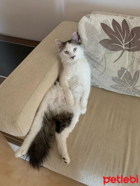 Ankara Kedisi, Kedi  Paşa fotoğrafı