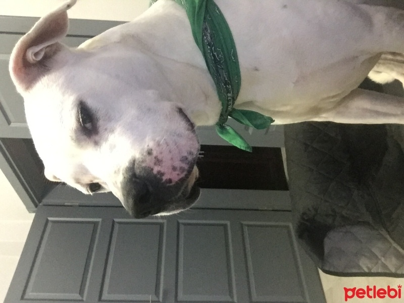 Dogo Arjantin, Köpek  Ares fotoğrafı