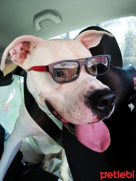 Dogo Arjantin, Köpek  Ares fotoğrafı