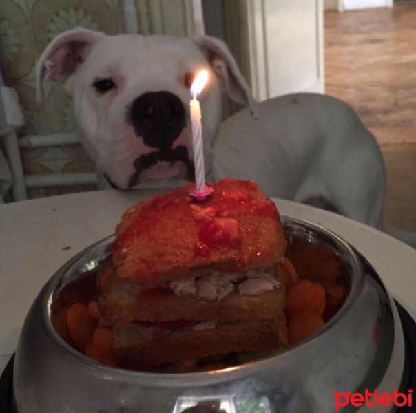 Dogo Arjantin, Köpek  Ares fotoğrafı