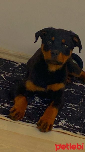 Rottweiler, Köpek  Ares fotoğrafı