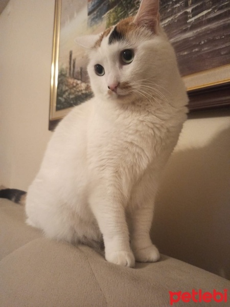 Tekir Kedi, Kedi  SÜTLAÇ fotoğrafı