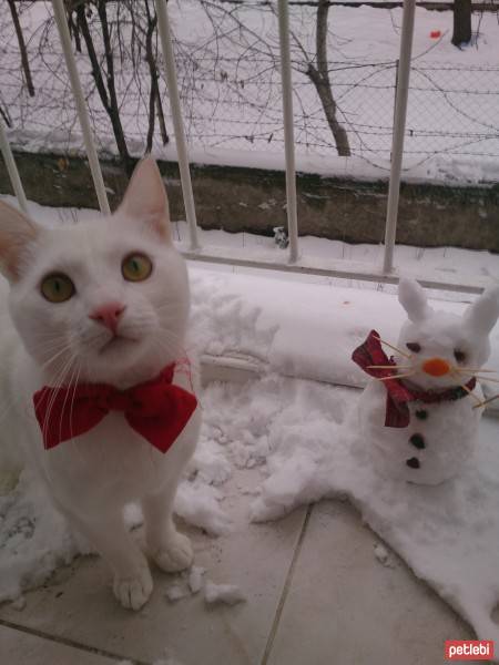 Ankara Kedisi, Kedi  Yoğurt fotoğrafı