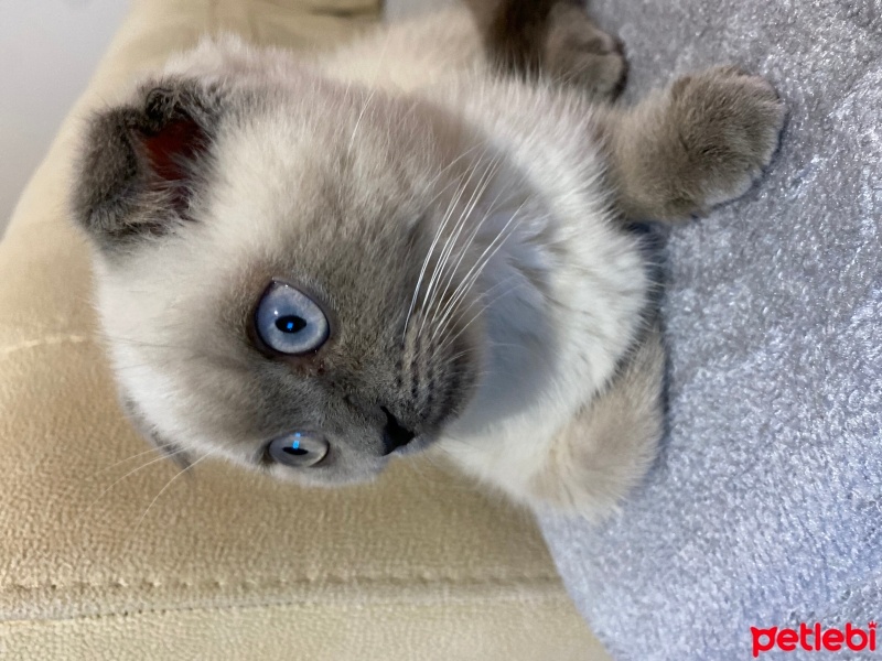 Scottish Fold, Kedi  Pamuk fotoğrafı