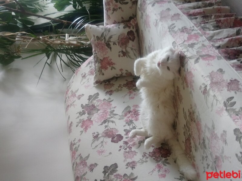 Ankara Kedisi, Kedi  Bulut bey fotoğrafı