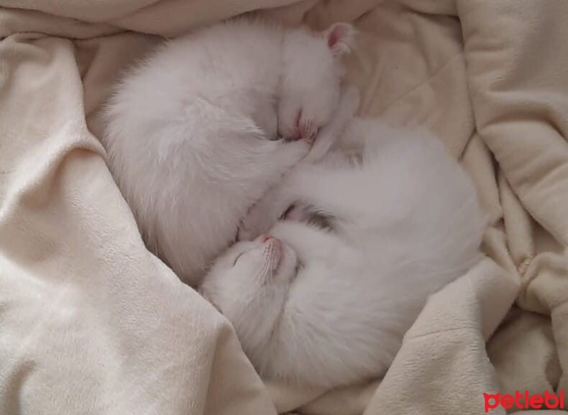 Scottish Fold, Kedi  kaymak ve sütlaç fotoğrafı