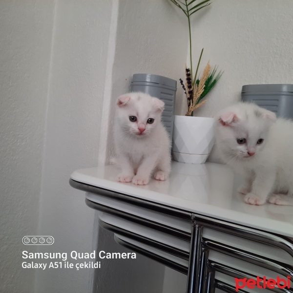 Scottish Fold, Kedi  kaymak ve sütlaç fotoğrafı