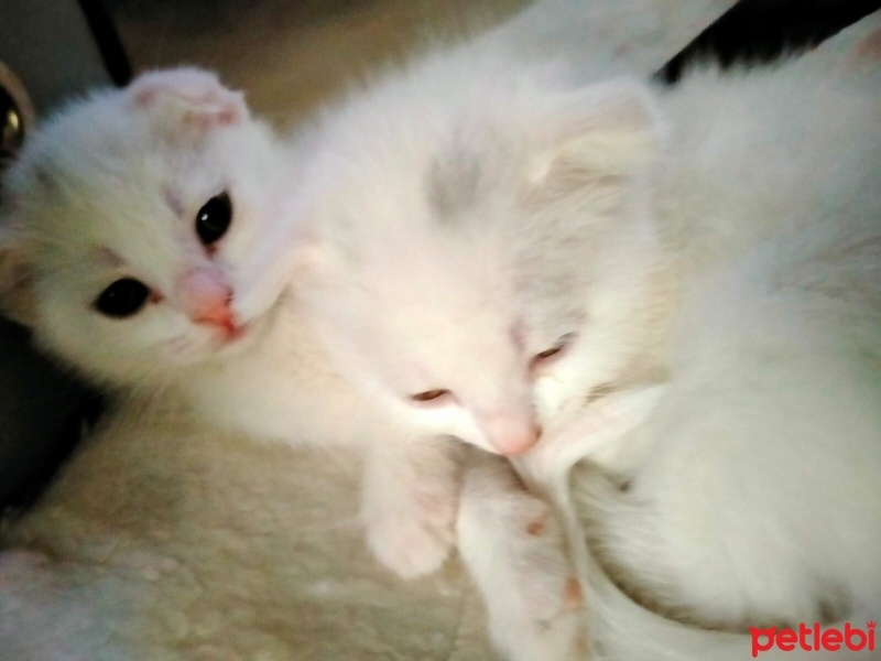 Scottish Fold, Kedi  kaymak ve sütlaç fotoğrafı