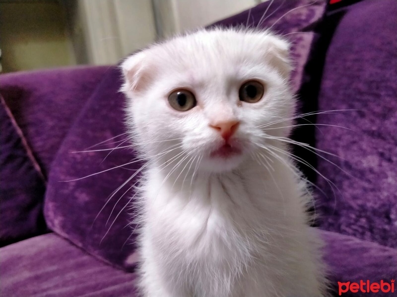 Scottish Fold, Kedi  kaymak ve sütlaç fotoğrafı