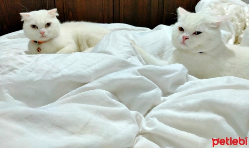 Scottish Fold, Kedi  kaymak ve sütlaç fotoğrafı