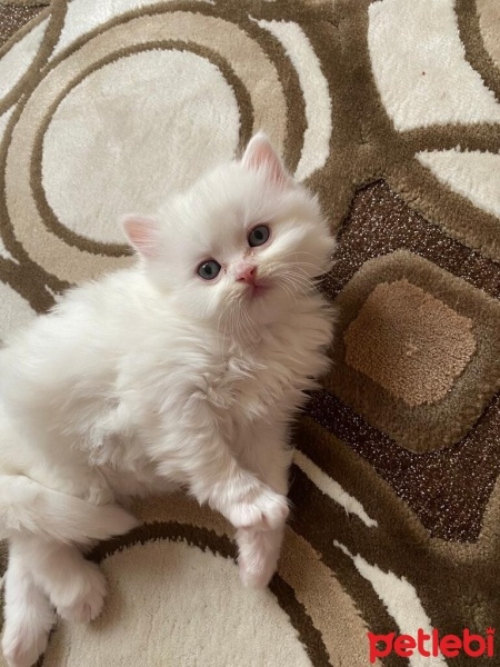 Scottish Fold, Kedi  Pamuk fotoğrafı