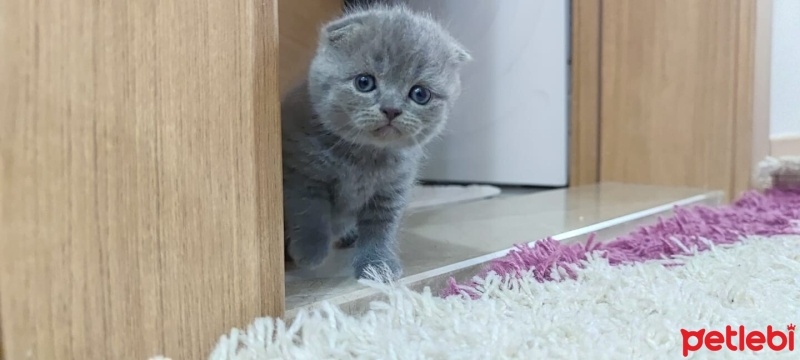 Scottish Fold, Kedi  Scotish fold fotoğrafı