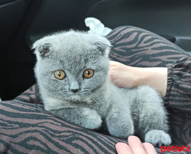 Scottish Fold, Kedi  Suşi fotoğrafı