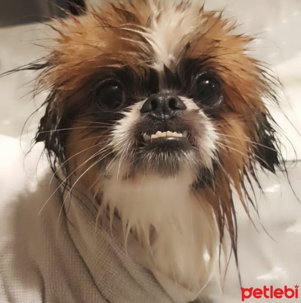 Pekingese, Köpek  Kaju fotoğrafı