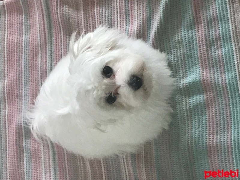 Maltese, Köpek  Lily fotoğrafı