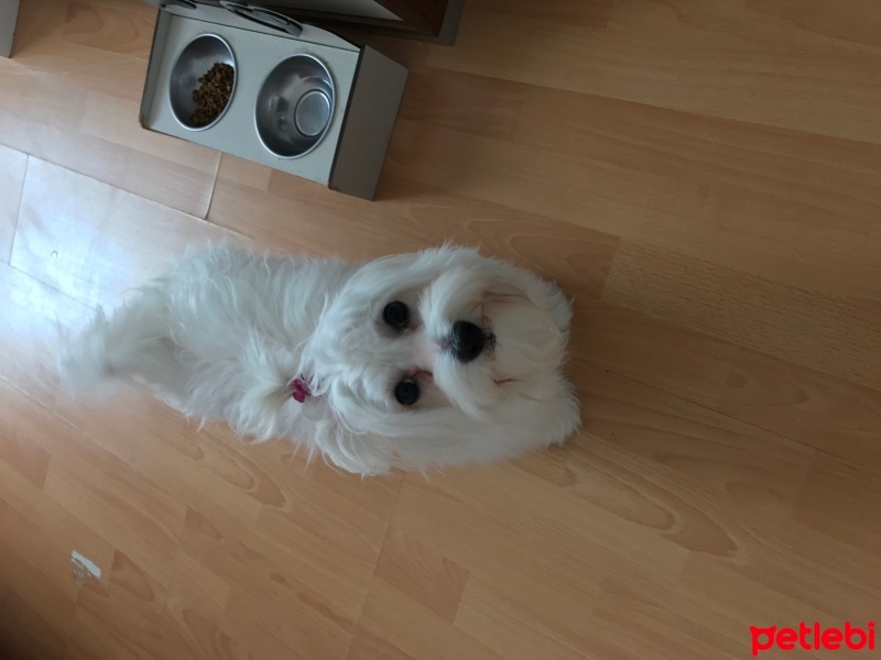 Maltese, Köpek  Lily fotoğrafı