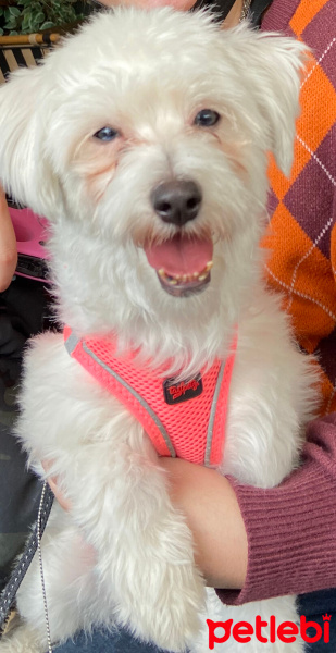 Maltese, Köpek  Daisy fotoğrafı