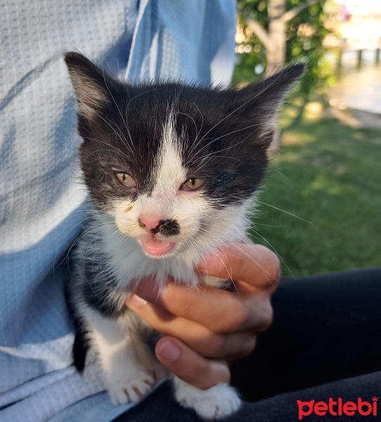 Tekir Kedi, Kedi  Şeker fotoğrafı
