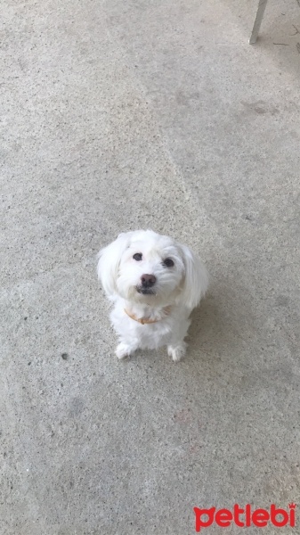 Maltese, Köpek  Milka fotoğrafı