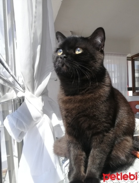 British Shorthair, Kedi  Paşa fotoğrafı