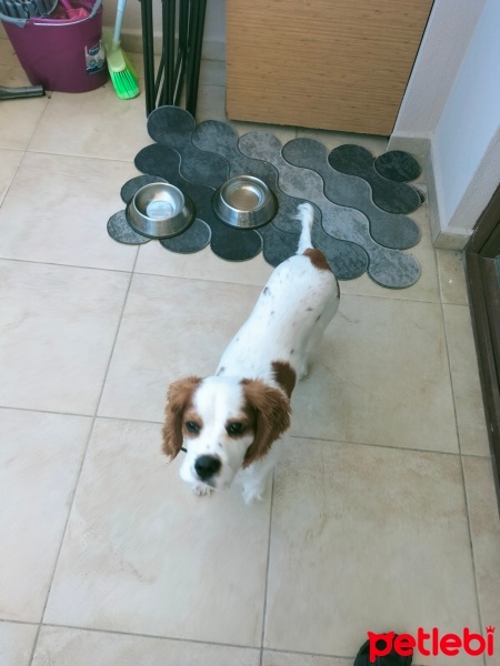 Cavalier King Charles Spanieli, Köpek  Boby fotoğrafı