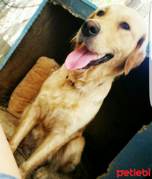 Golden Retriever, Köpek  Badem fotoğrafı