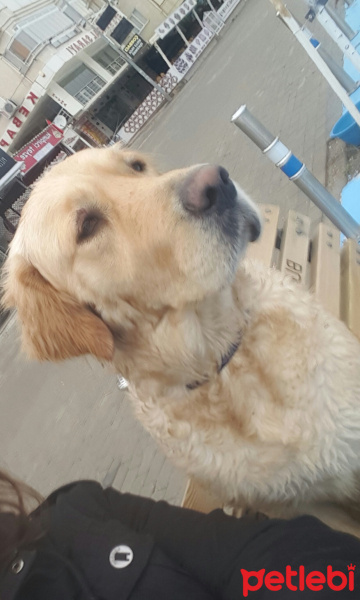 Golden Retriever, Köpek  Badem fotoğrafı