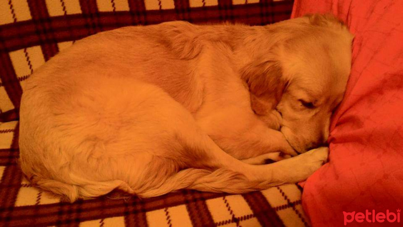 Golden Retriever, Köpek  Badem fotoğrafı