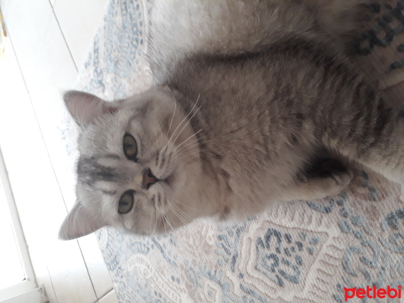 British Longhair, Kedi  Ponçik fotoğrafı