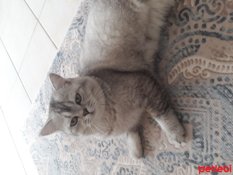 British Longhair, Kedi  Ponçik fotoğrafı