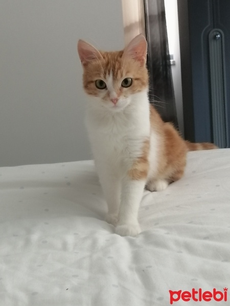 Tekir Kedi, Kedi  LİMON fotoğrafı