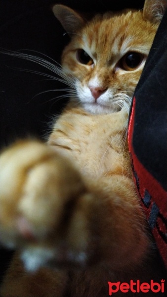 Sarman, Kedi  Balım fotoğrafı