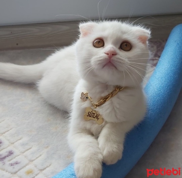 Scottish Fold, Kedi  Sütlaç fotoğrafı