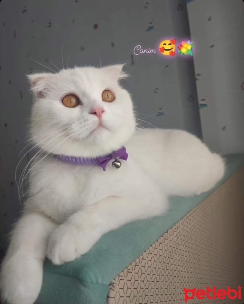 Scottish Fold, Kedi  Sütlaç fotoğrafı