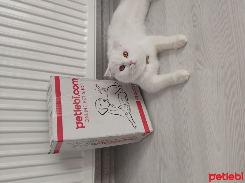 Scottish Fold, Kedi  Sütlaç fotoğrafı