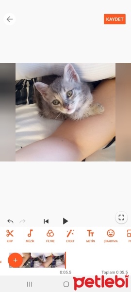 Tekir Kedi, Kedi  Brokoli fotoğrafı