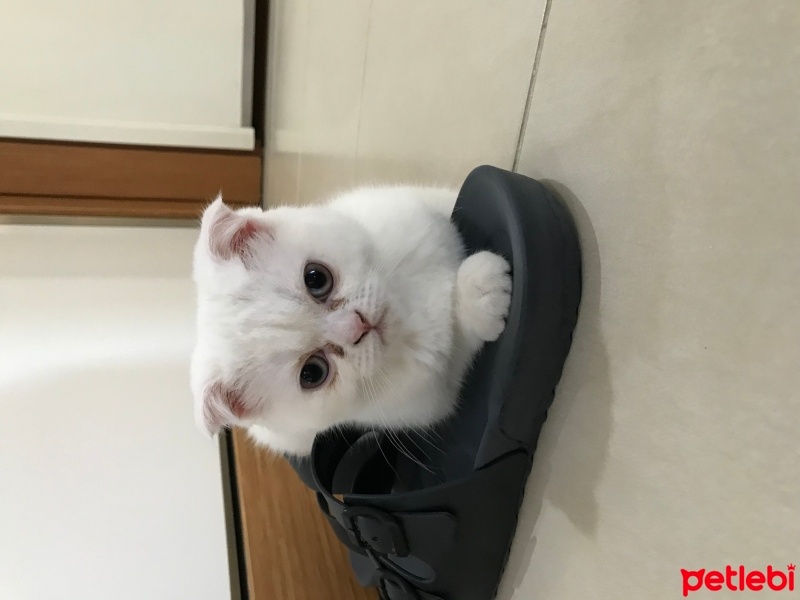 Scottish Fold, Kedi  Pamuk Ponçik fotoğrafı
