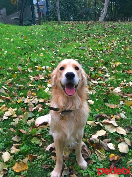 Golden Retriever, Köpek  barney fotoğrafı